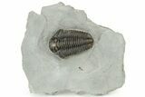 Calymene Niagarensis Trilobite Fossil - New York #232085-1